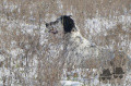 Setter Anglais NEPALE DE L'ECHO DE LA FORET Setter Anglais NEPALE DE L'ECHO DE LA FORET